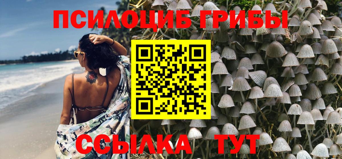 Псилоцибиновые грибы Psilocybe Сокол